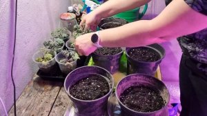 Томат "балконное чудо". Посев и пересадка. 6 недель.