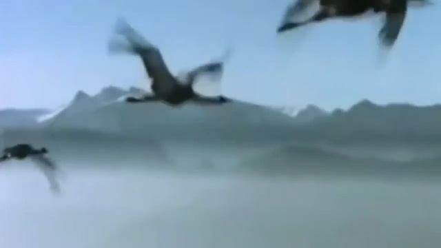 Герман Гецевич - Журавли смотреть онлайн