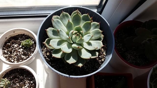 суккуленты эхеверия (эчеверия) Лау , размножение листьями. смотреть онлайн