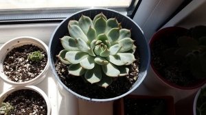 суккуленты эхеверия (эчеверия) Лау , размножение листьями.