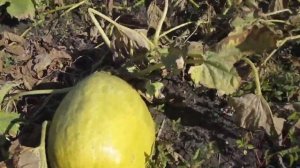 Какие виды тыквы бывают. Показываем свои сорта. Уборка и урожай.