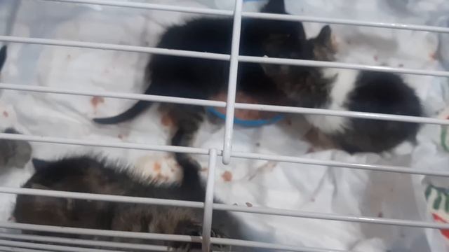 Котята сами начали кушать паштет/Первая самостоятельная кормёшка смотреть онлайн