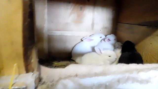 КРОЛИКИ В САРАЕ TODAY / Молодняк / Хата С Краю #XATASKRAU смотреть онлайн