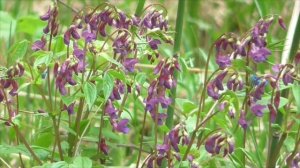 Скорая помощь сердцу Настрой Сытина Г.Н.