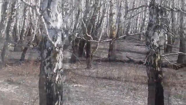 Видеоотчет. Лес после пожара. ч.2 смотреть онлайн