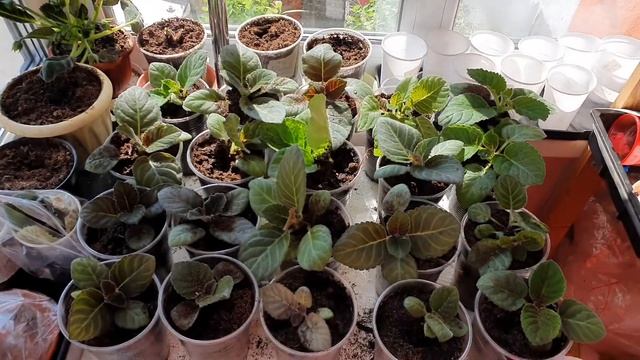 Пересадка сеянцев глоксиний на постоянное место жительства 7.08.2020 г. смотреть онлайн