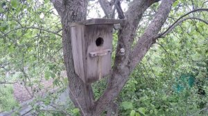 Скворец 170429 1 в Скворечние в саду со стороны 14