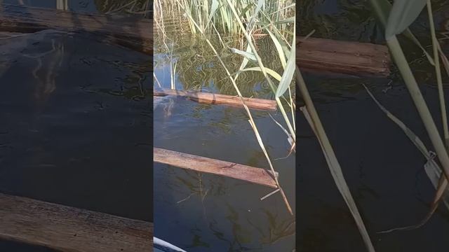 Лодки ПВХ на озере.Основы безопасности на воде, что бывает от невнимательности.Враг лодок ПВХ. смотреть онлайн