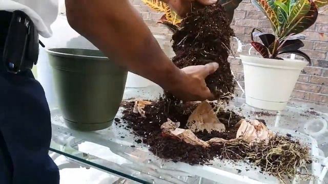 How To Make More Plants From One | Separate a Plants in a Pot | How to Repot a Croton Plant смотреть онлайн