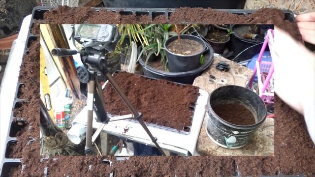 🌱👍Odc 383. Wysiew nasion bananów, tamaryndowca i papai. Poradnik смотреть онлайн