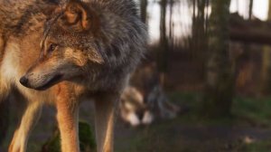 Почему Волки воют на Луну