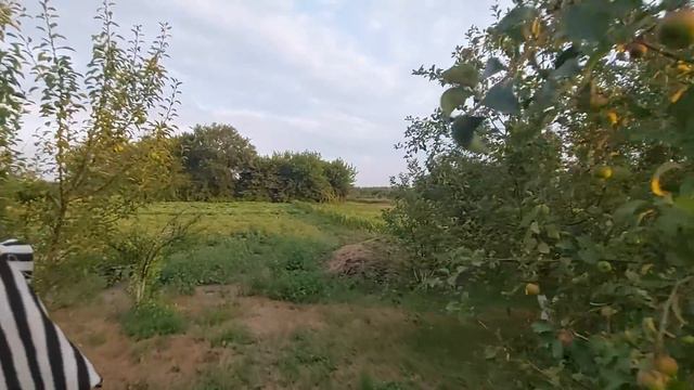 Пригласил семейную пару охранять арбузы) смотреть онлайн