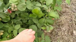 МАЛИНА ЛЯЧКА И ФЕНОМЕН НА ЮГЕ.