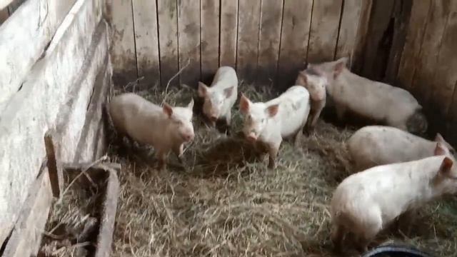 №48 Обзор откормочника для быков. Кормовой проход завершен смотреть онлайн