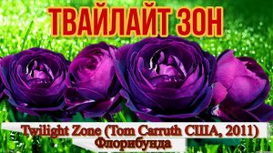 Роза Твайлайт  Зон (Флорибунда) -Twilight Zone (Tom Carruth США, 2011)