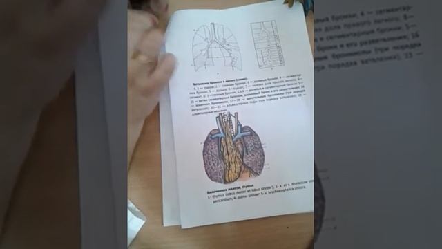 Дыхательная система: трахея и главные бронхи, легкие, плевра, средостение смотреть онлайн