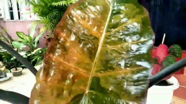 KELADI HITAM BERDAUN EMAS||GOLDEN BLACK TARO||ALOCASIA PLUMBEA NIGRA смотреть онлайн