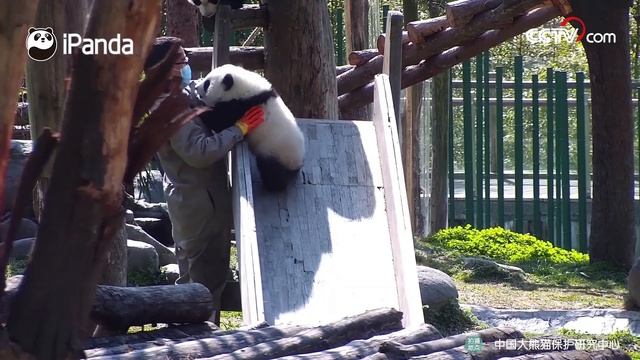 Панды катаются с горки