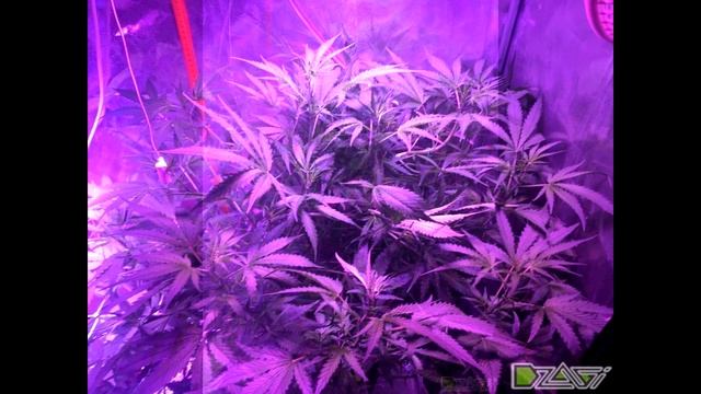 X-GROW от Xseeds
