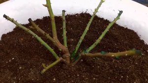 Роза комнатная. Паутинный клещ. 100%-ный рабочий способ, как избавиться. БЕЗ ХИМИИ!