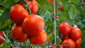 Томат Кострома