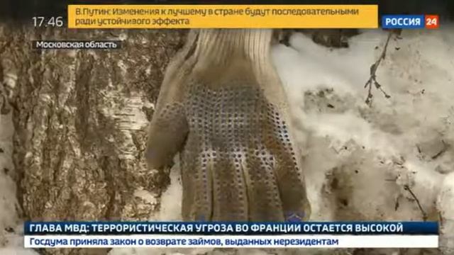 Московская обл. мальчика загрызли насмерть собаки. 23.03.2018. смотреть онлайн