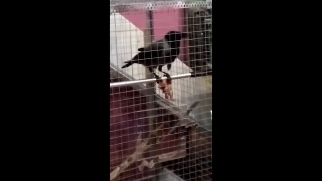 Сбитая машиной ворона ищет дом смотреть онлайн