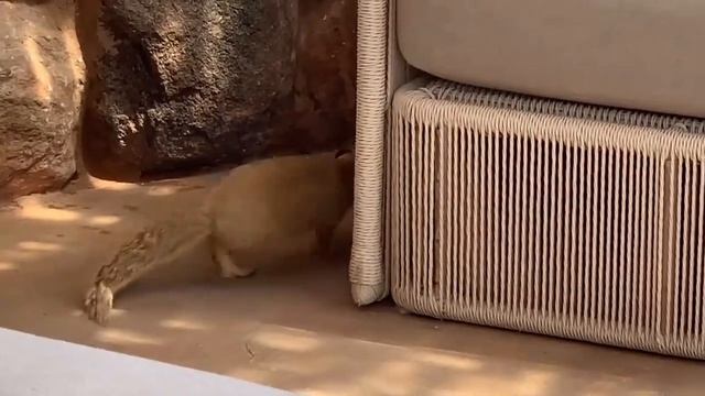 Mangusto amarelo VS Cobra Naja?? смотреть онлайн