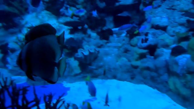 AQUARIUM SEA CREATURES WITH FLUTE SOUNDS TO RELAX смотреть онлайн