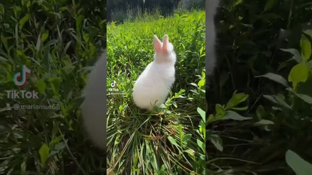 Гермелин - 1.5 месяца смотреть онлайн