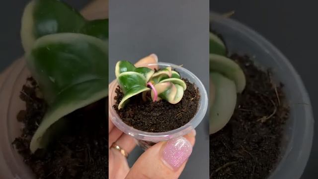 Hoya Marianna смотреть онлайн