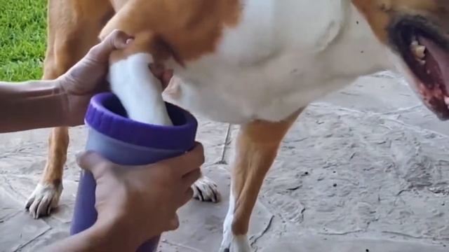 Лапомойка для Собак смотреть онлайн