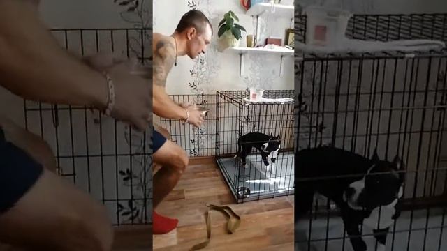 Дрессировка амстаффа. Первые команды: МЕСТО/ЖДАТЬ/МОЖНО смотреть онлайн