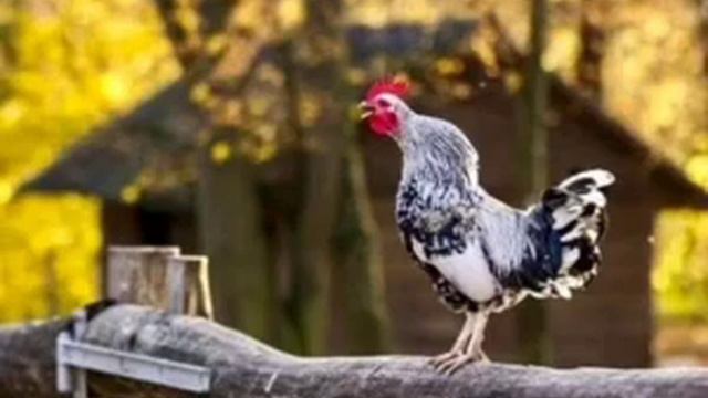 Півень виліз на пліт та кукурікає смотреть онлайн