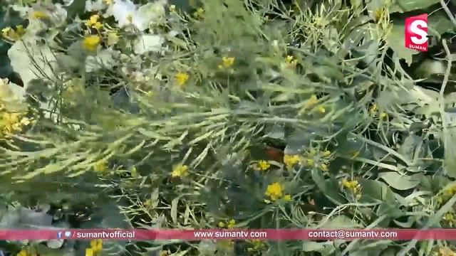 How Foreign Organic Crops Cultivation in India || Exotic plants Growing || SumanTV Tree смотреть онлайн