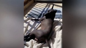 Ксолоитцкуинтли - Самые страшные собаки! За что их любят в мире?