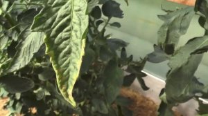 Дефициты основных микроэлементов растений. Дефицит Калия