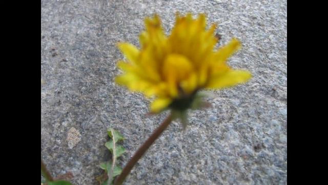 одуванчик смотреть онлайн