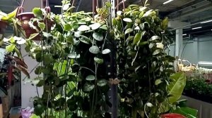 Выставка в Галактике. И сразу цветущие хойи.