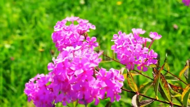 Pink Phlox Flowers Bush With Green Grass at Background смотреть онлайн