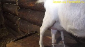 Доильный аппарат для коз на 5 литров