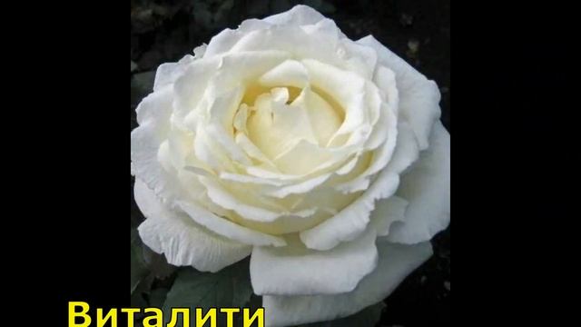 Первые ласточки прилетели. Посылка с розами из питомника Вдохновение. смотреть онлайн