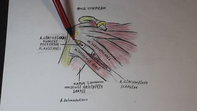Подмышечная область топография трехстороннего и четырехстороннего отверстий смотреть онлайн