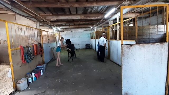 Конная прогулка Ижевск Удмуртия 16 августа 2022 г. смотреть онлайн