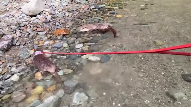 Любовная история Ханы и Ати с неожиданной концовкой смотреть онлайн