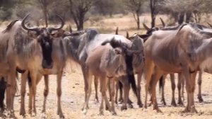 ГИЕНЫ И  ГИЕНОВИДНАЯ СОБАКА —  против льва, гиены и антилоп