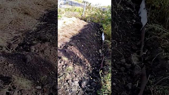 Утепление клубники в зиму смотреть онлайн