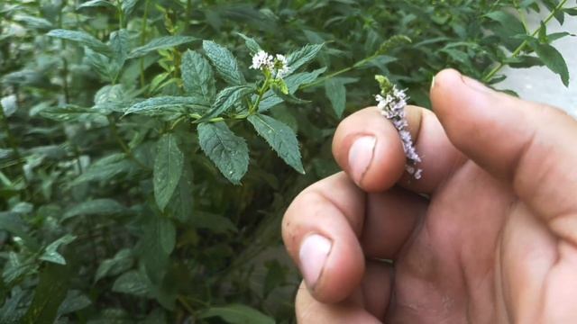 Шугаринг для девушек: лучшие советы и рекомендации