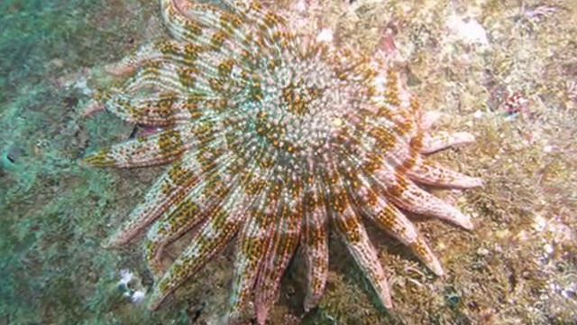 النـَجميّـاتُ ( starfish / Asteroidea ) смотреть онлайн