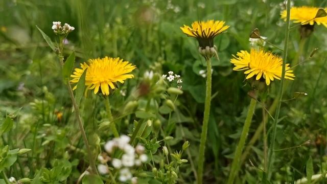 22 мая праздник Никола Вешний. День Николая Чудотворца. Народные традиции. Что делать нельзя. смотреть онлайн